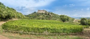 Castello di Montepo picture vineyard