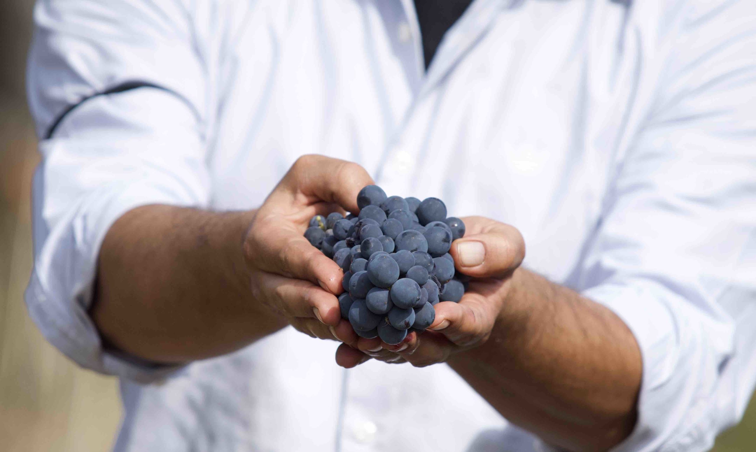 Calabrian winegrowers jealously guard their native grape varieties and ensure they pass them on to future generations